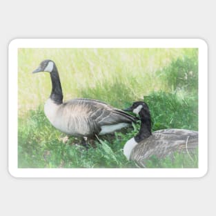 Geese in the Mist Sticker